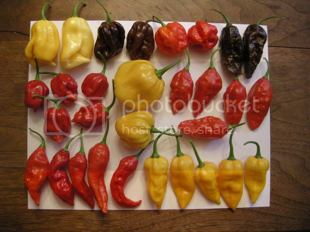 peppers4.jpg