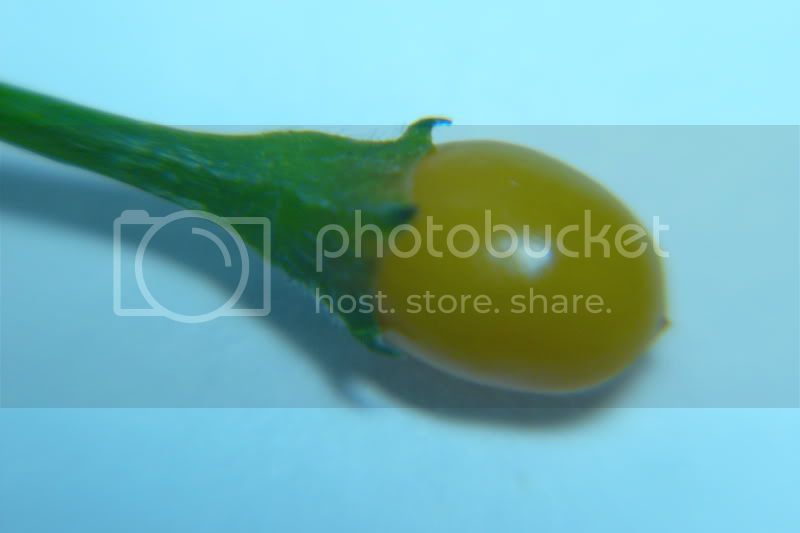 CumariParana-VladanSmiciklas-rainbowchiliseedsP1050119.jpg