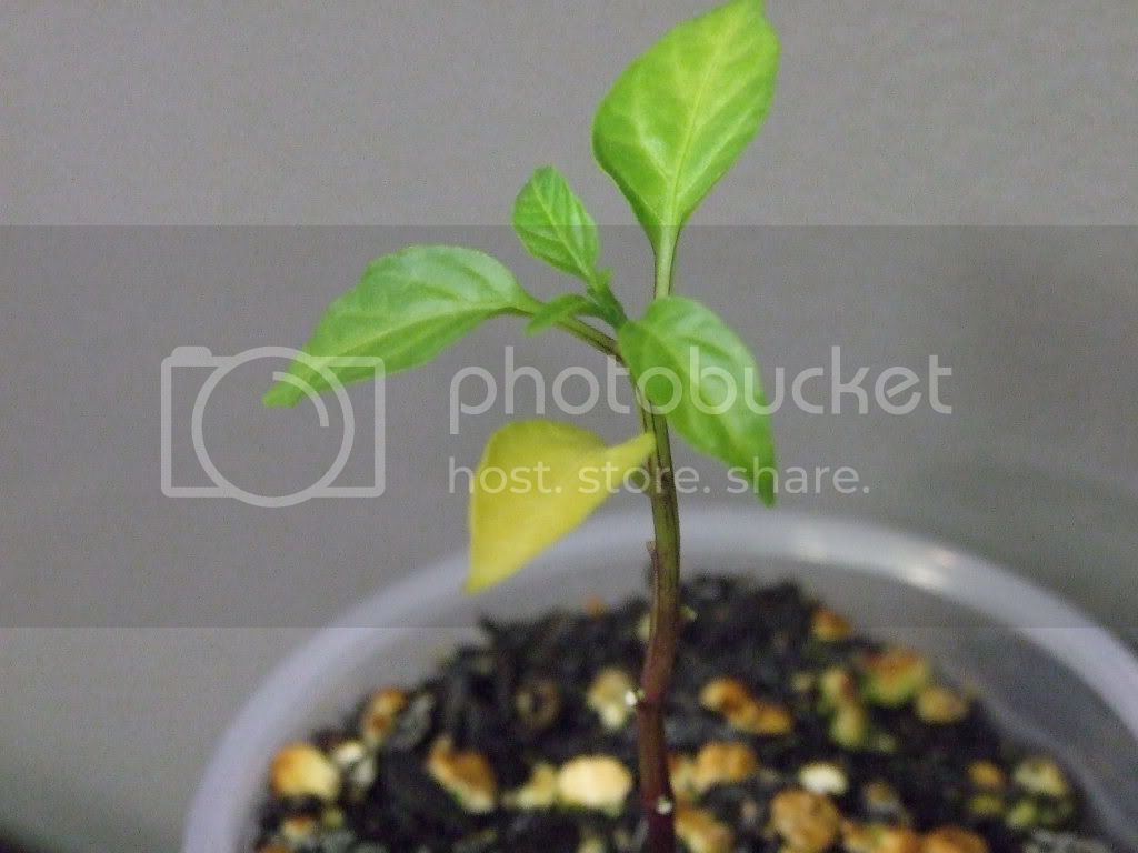 sickseedlings018.jpg