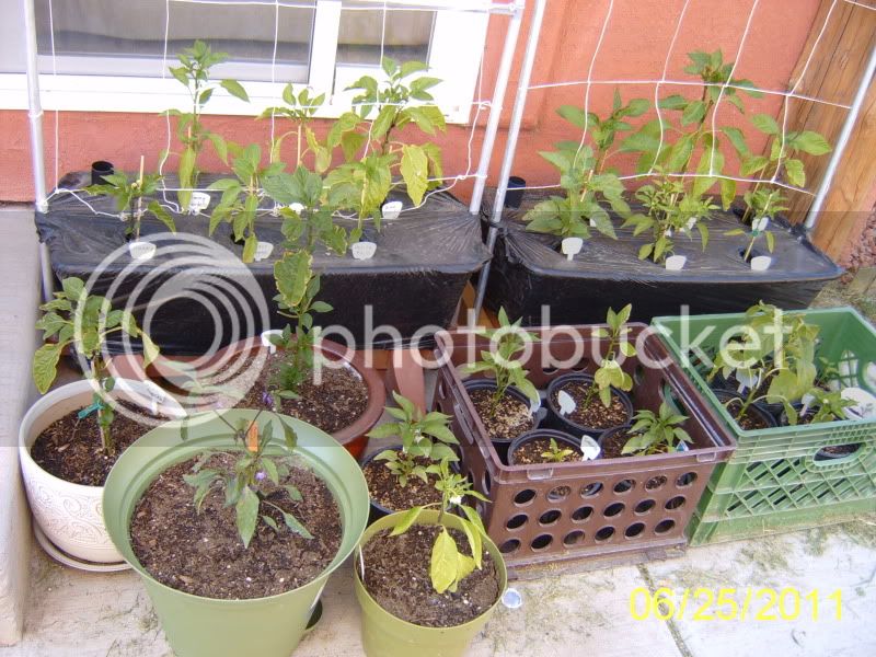 Containerpeppers6-25-11.jpg