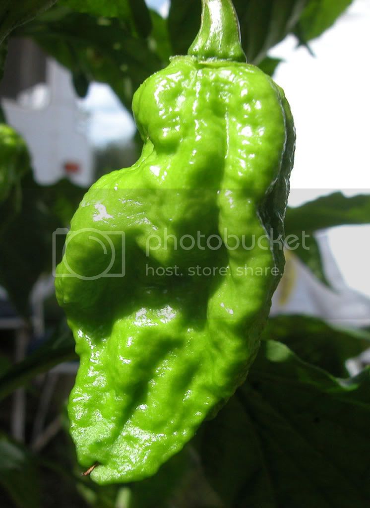 Bhut2.jpg