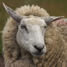 sheep1.jpg