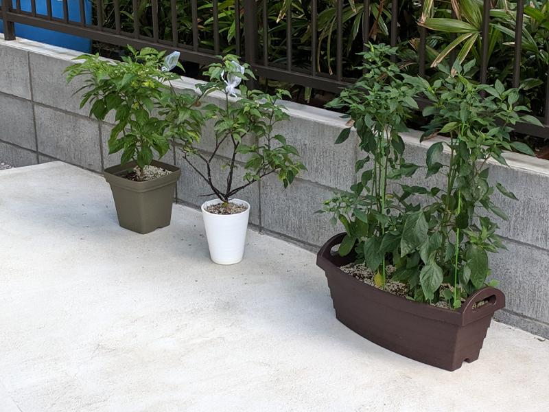 carport-peppers.jpg