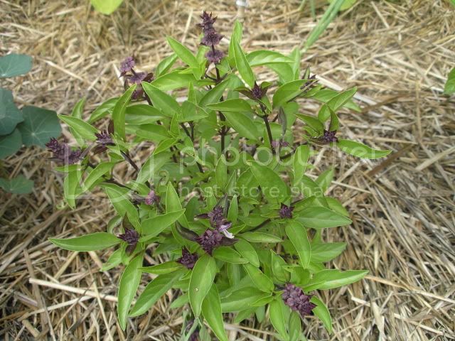 AniseBasil072409.jpg