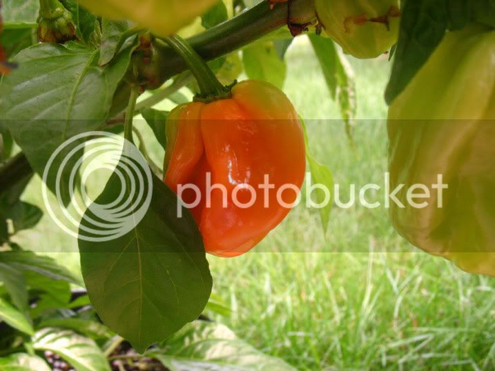 ACaribbean_Ripening_062109.jpg