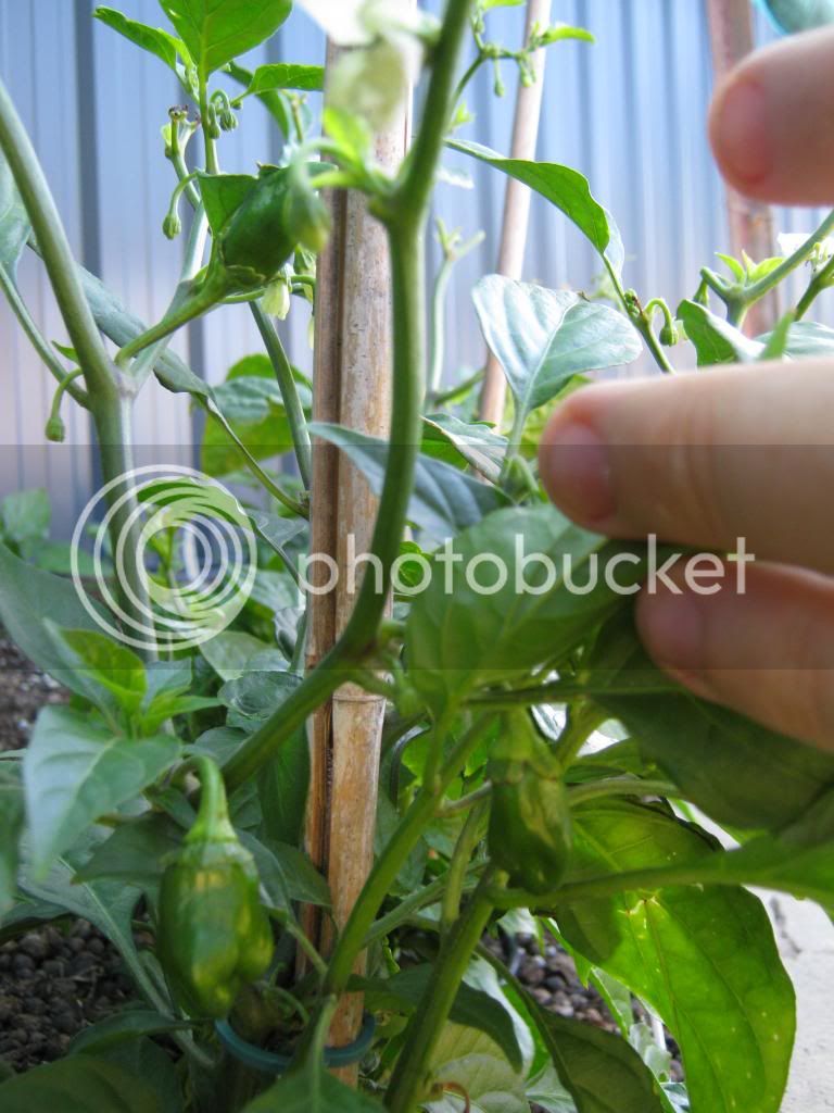 Gardenrecovery017.jpg