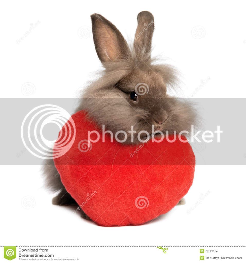 valentine-chocolate-lionhead-bunny-rabbit-red-heart-29123554_zps64be3289.jpg