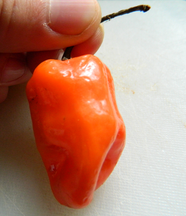 Capsicum_chinense_fruit.png