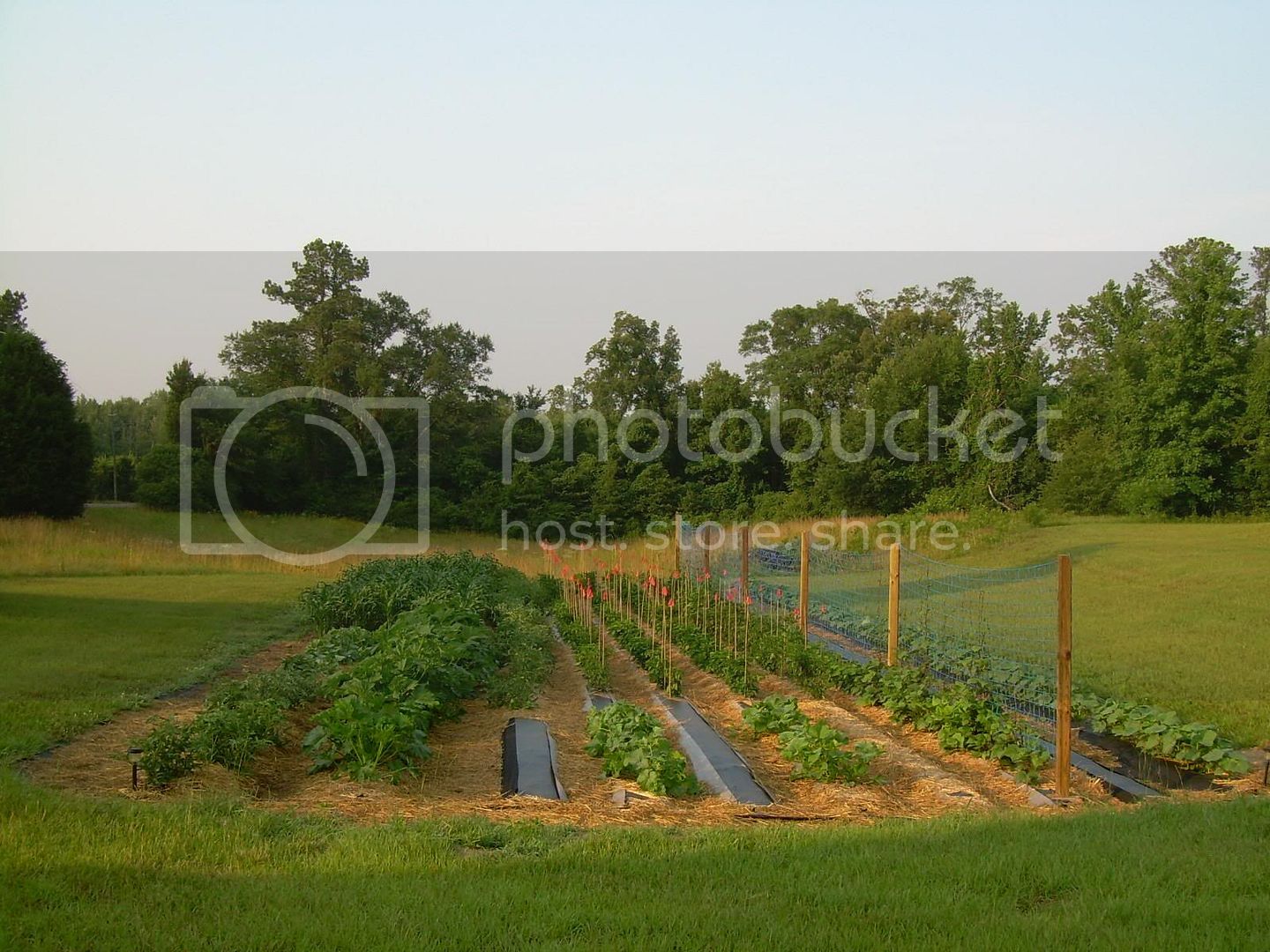 Garden6-15-11.jpg