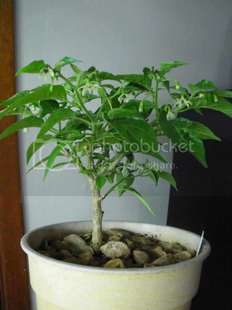 IMGP2391.jpg