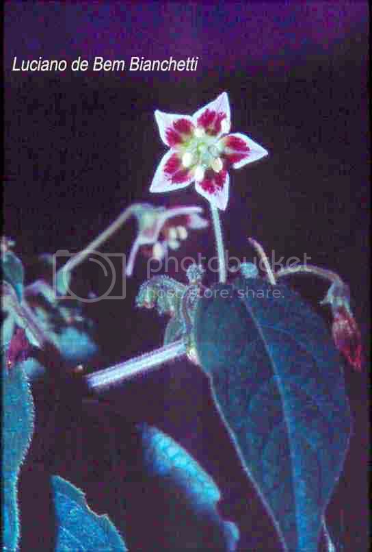 cvillosum-flor.jpg