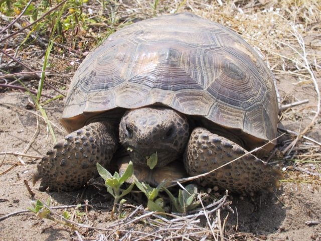 gopher-tortoise-2.jpg