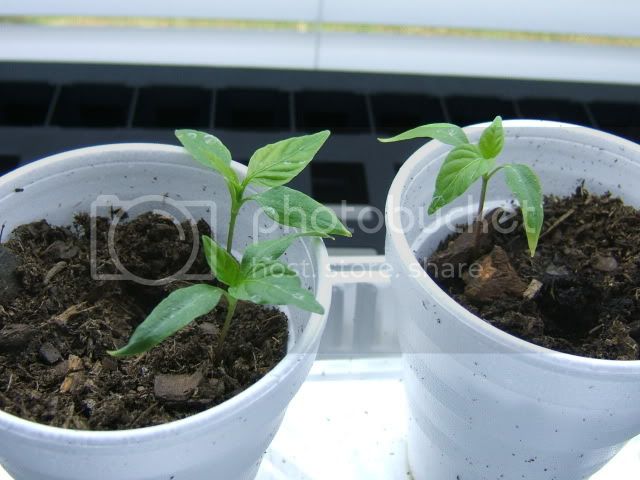 Peppers004-2.jpg