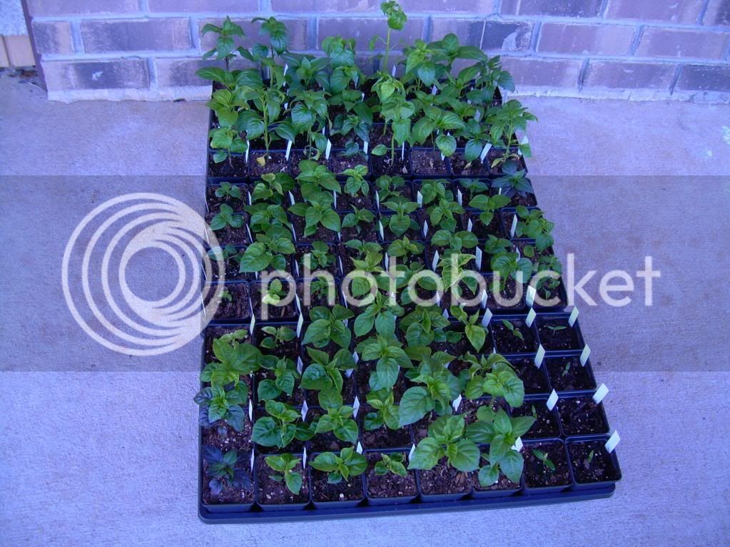 4weeks3-4-10.jpg