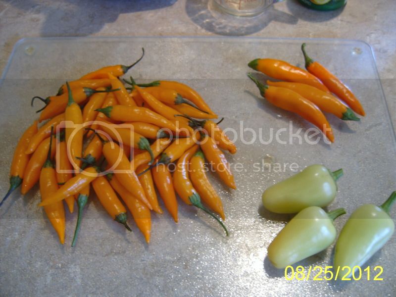 CloseupofAjiChinchiBulgCarrotandJaloropeppers.jpg