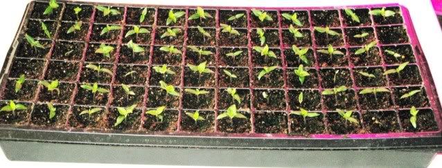 012711e15dayoldplants.jpg