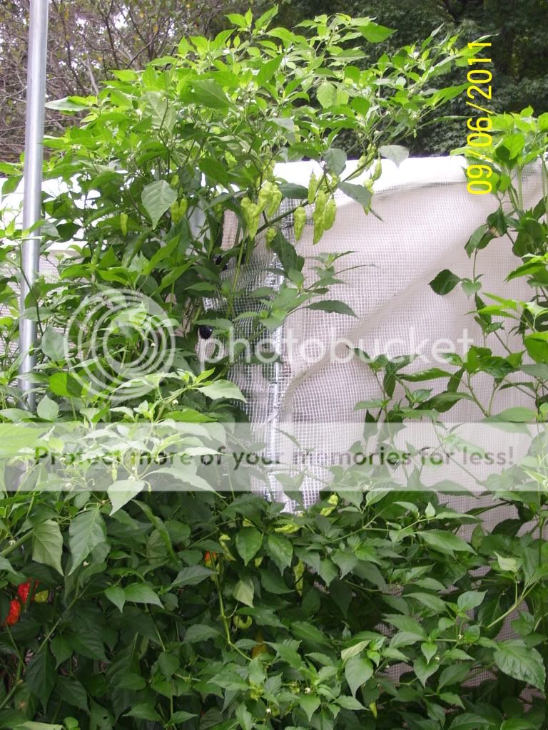 9_foot_pepper_plant_001.jpg