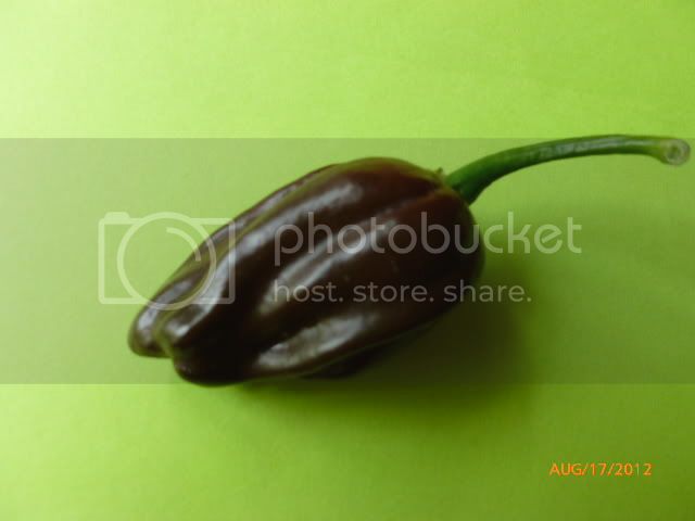 Morado-VladanSmiciklas-RainbowChiliSeedsP1000959.jpg