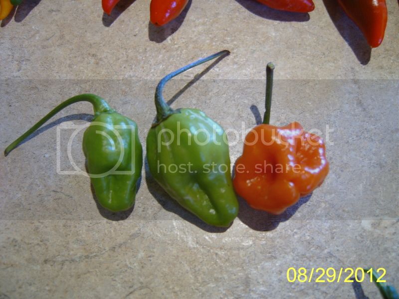 BelizeSweetpods8-29-12.jpg