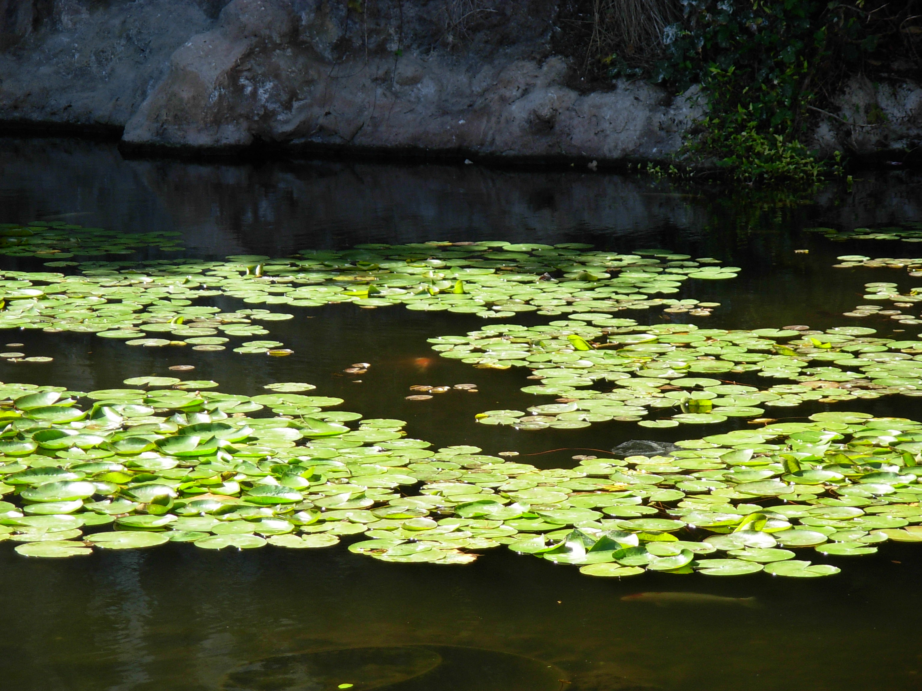 Flat_floating_on_water_plant.JPG