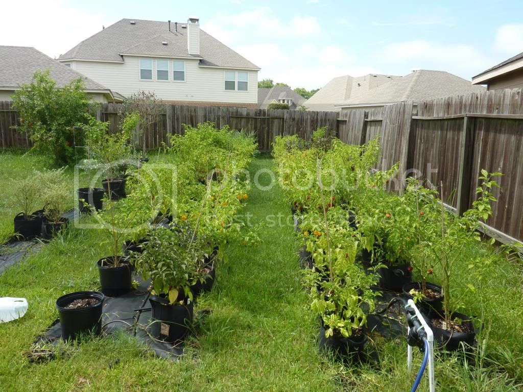 PJ's 2013 humble grow