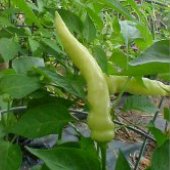 Georgia_White_Hot_Peppers_Seeds.jpg