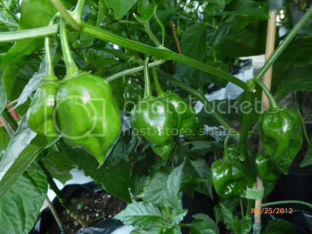 BigSunhabanero-VladanSmiciklas-RainbowChiliSeedsP1000504.jpg