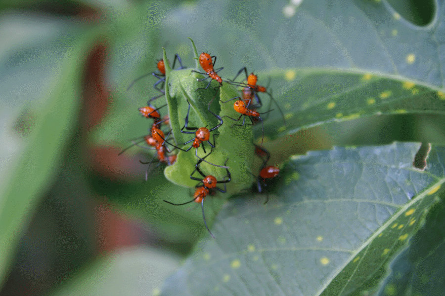 IMG_0696%20Leaf-footed%20bug%20nymphs.GIF