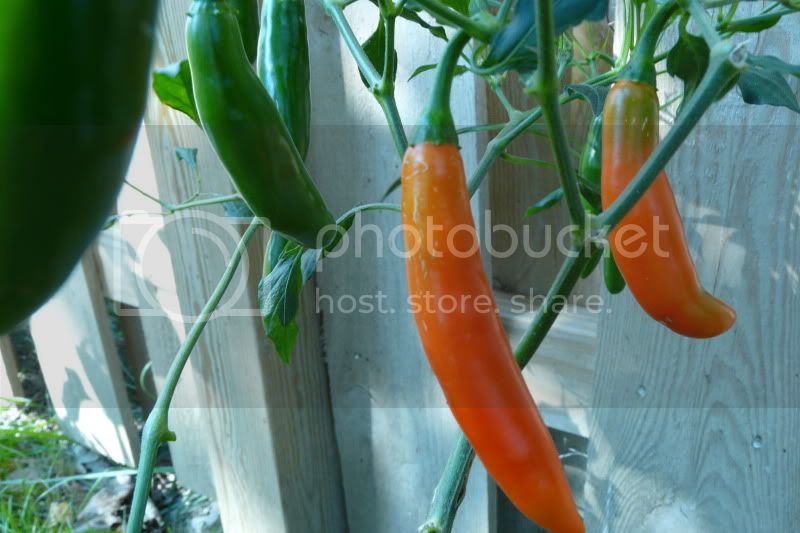 Serranodelsol-VladanSmiciklas-rainbowchiliseedsP1040903.jpg