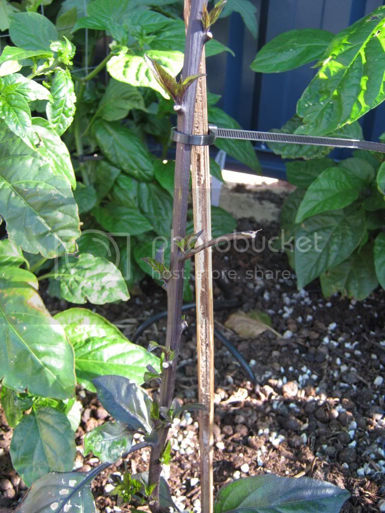 Gardenrecovery013.jpg
