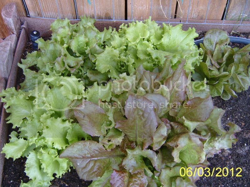 Lettuce6-3-12.jpg