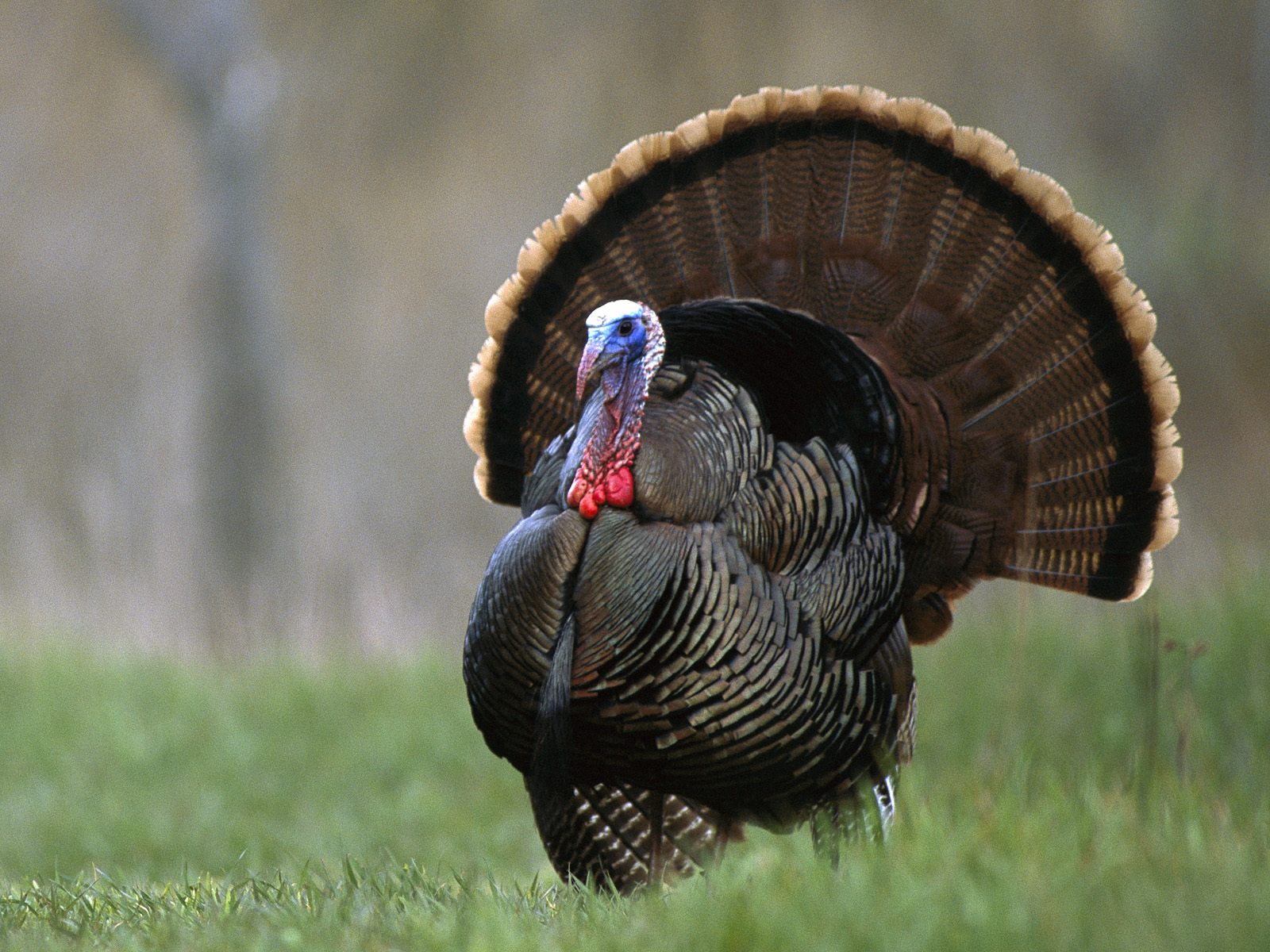 North+American+Wild+Turkey.jpg