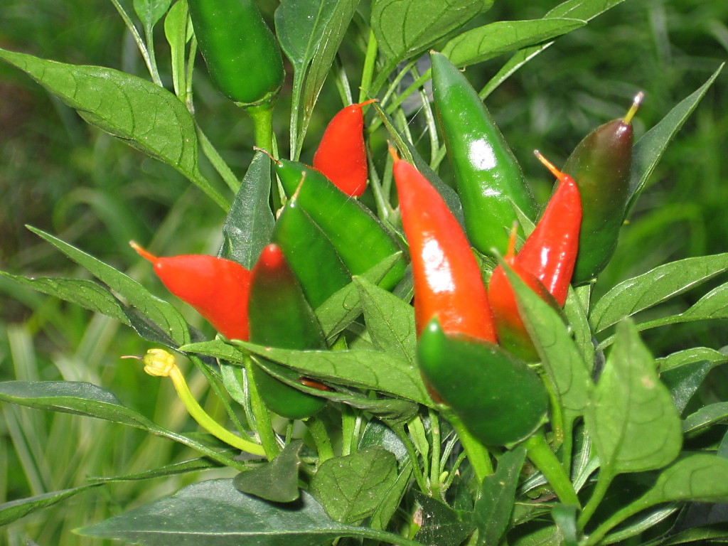 peppers_mirasol_062205_b.jpg