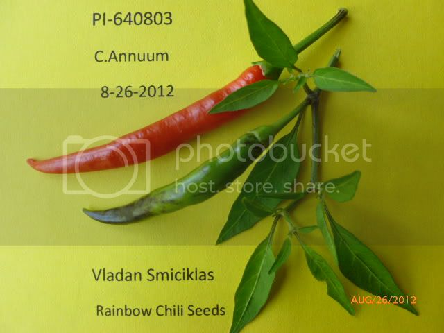 PI-640803-VladanSmiciklas-RainbowChiliSeedsP1010111.jpg