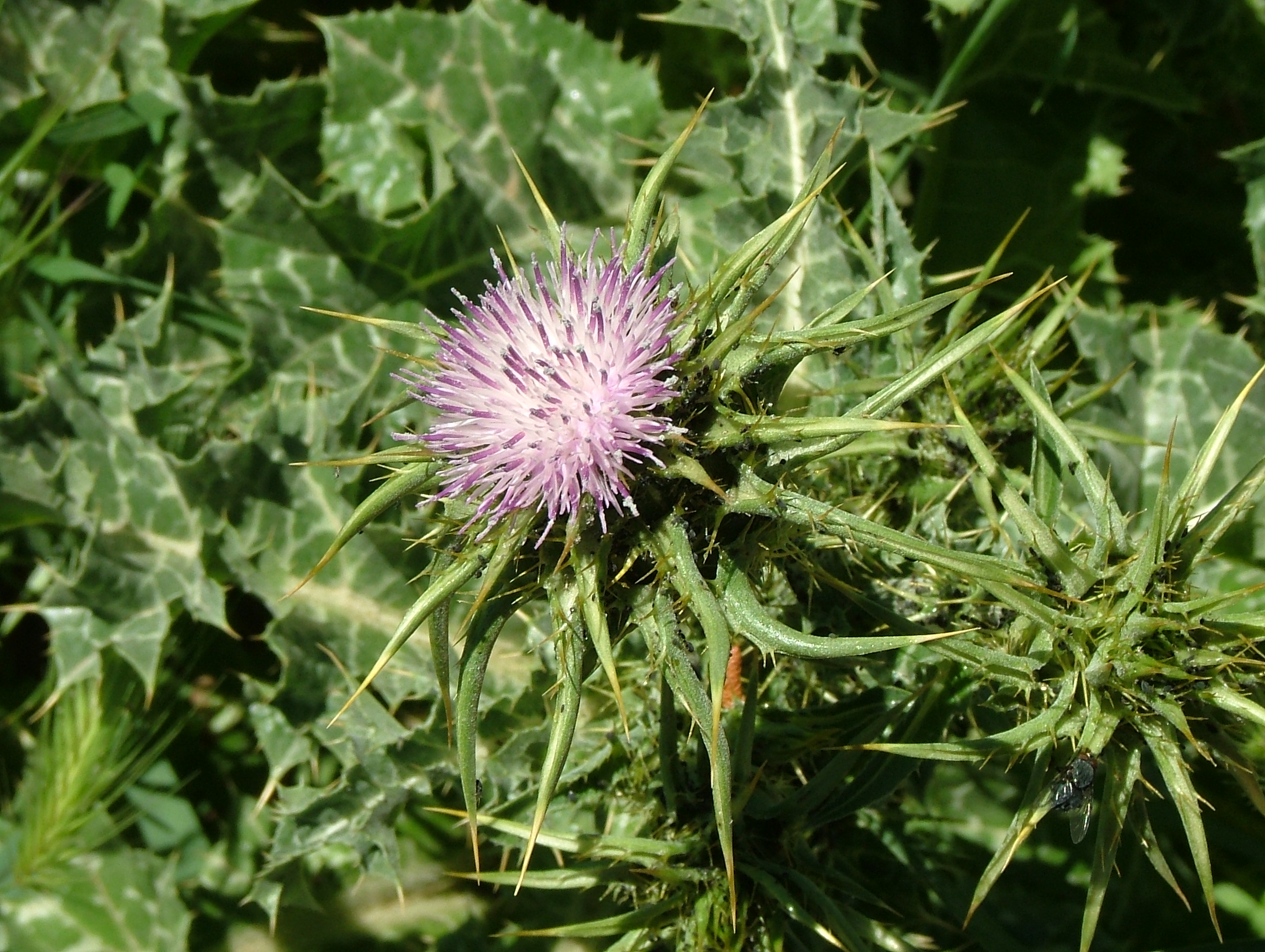 Mediterranean_Milk_Thistle_02.jpg