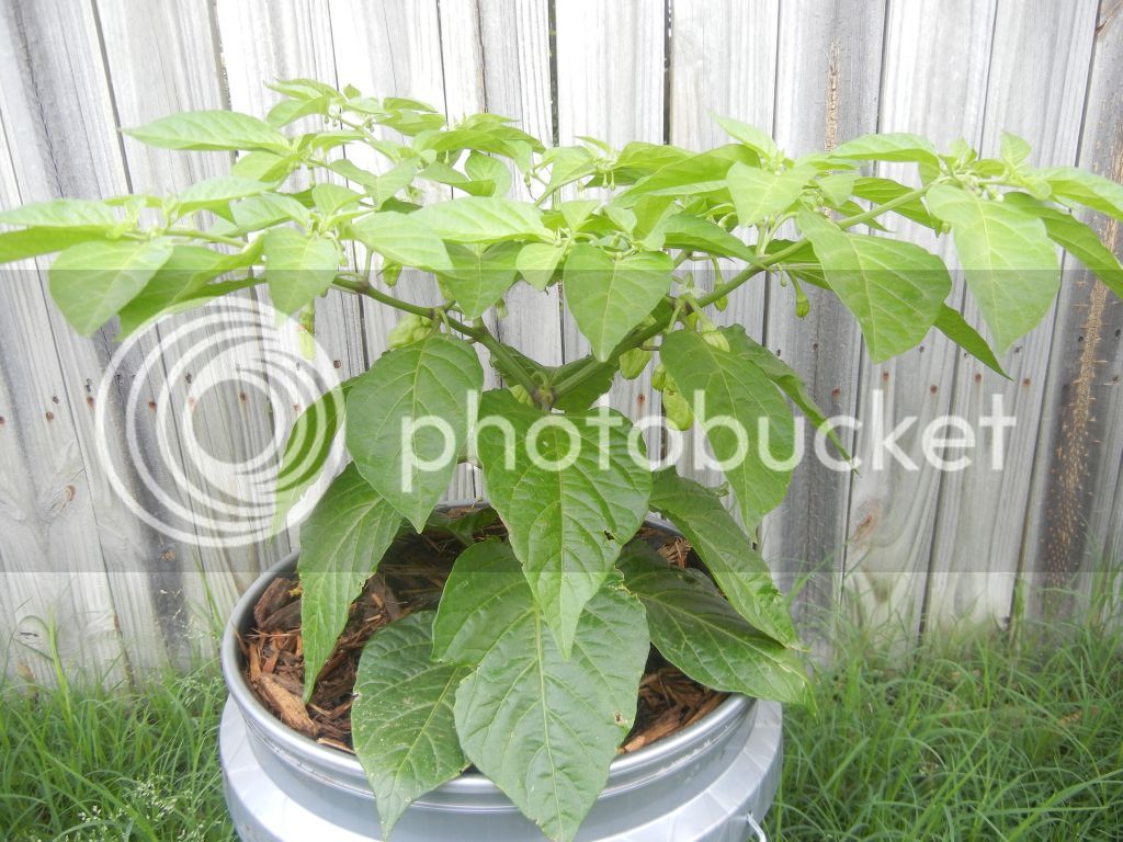 20Apr2012_WhiteBhut1.jpg