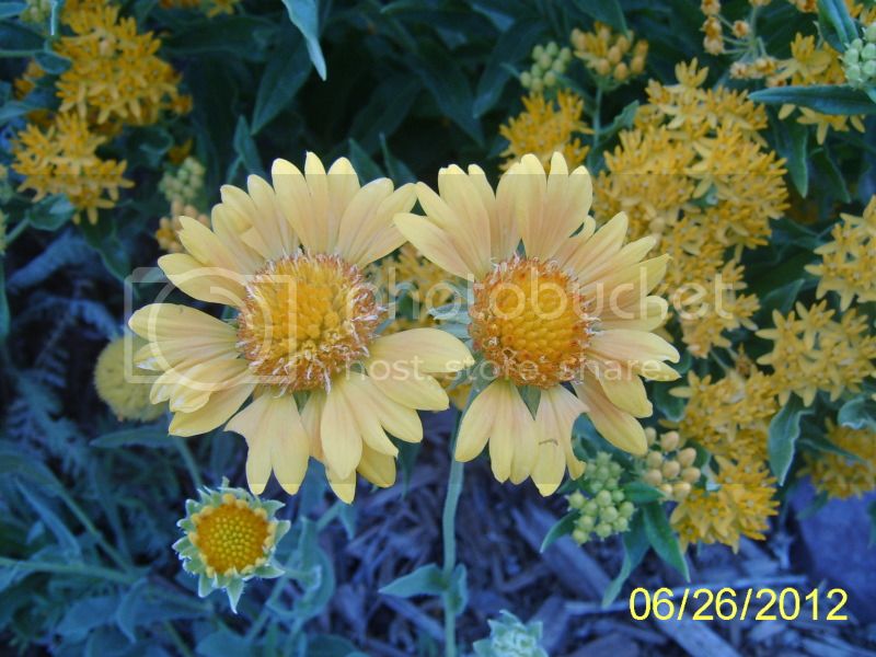 GaillardiaOrangesLemonswithAsclepiastuberosa6-26-12.jpg