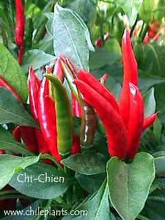 chi-chien-pepper-plants.jpg