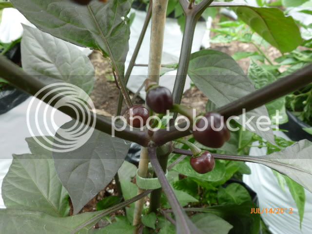 BodeRoxa-VladanSmiciklas-RainbowChiliSeedsP1000376.jpg