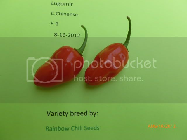 LugomirF-1-VladanSmiciklas-RainbowChiliSeedsP1000947.jpg