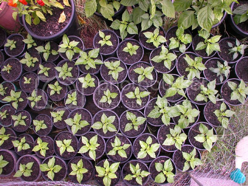 newseedlings1.jpg