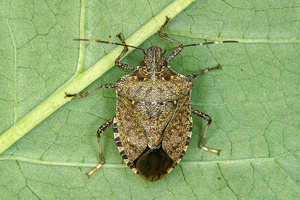 adult-female-full.jpg
