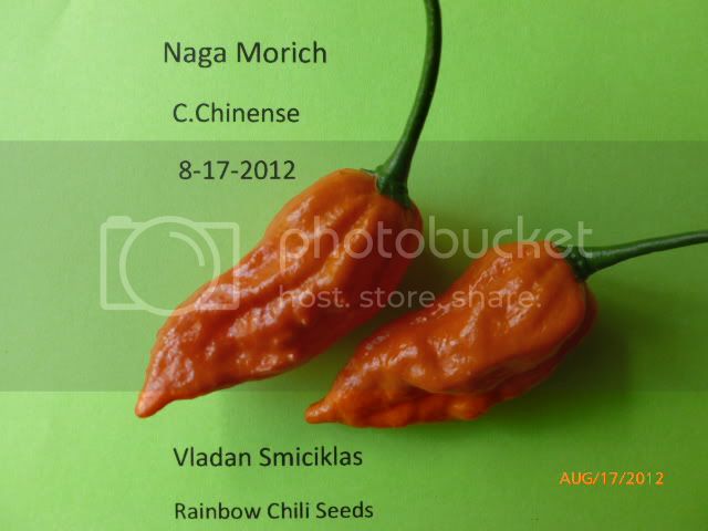 NagaMorich-VladanSmiciklas-RainbowChiliSeedsP1000964.jpg