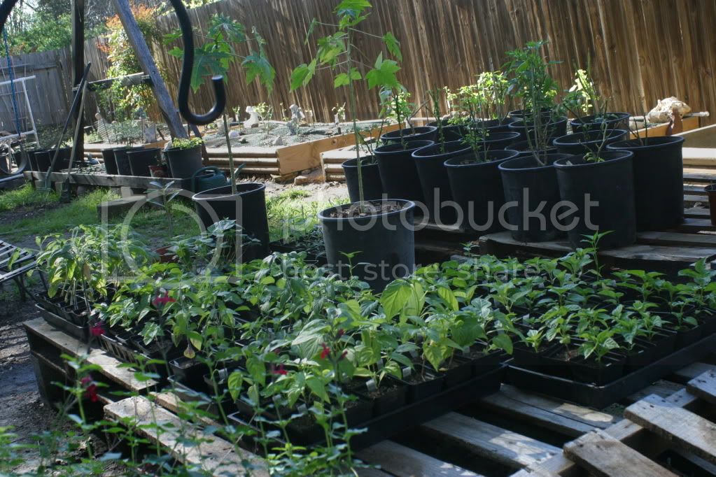 MarchRepotting016.jpg