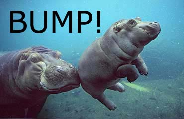 hippo_bump.jpg