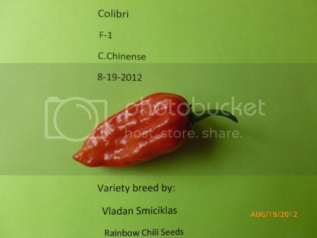 ColibriredF-1-VladanSmiciklas-RainbowChiliSeedsP1000995.jpg