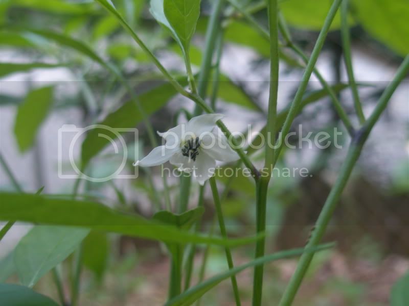 5-18-12OrangeThaiflower.jpg