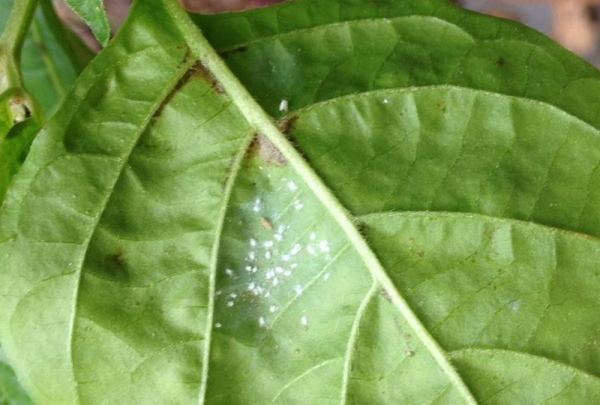 bugs_on_pepper_plants.004.jpg