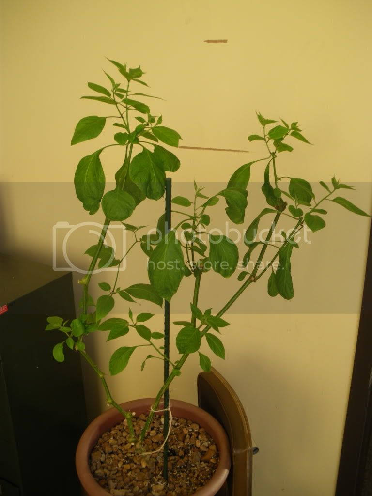 IMGP2232.jpg