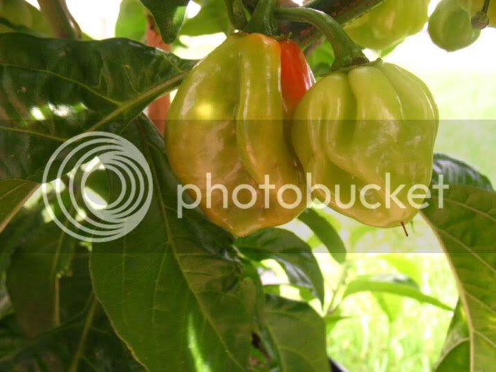 ACaribbean_Ripening_062109_.jpg